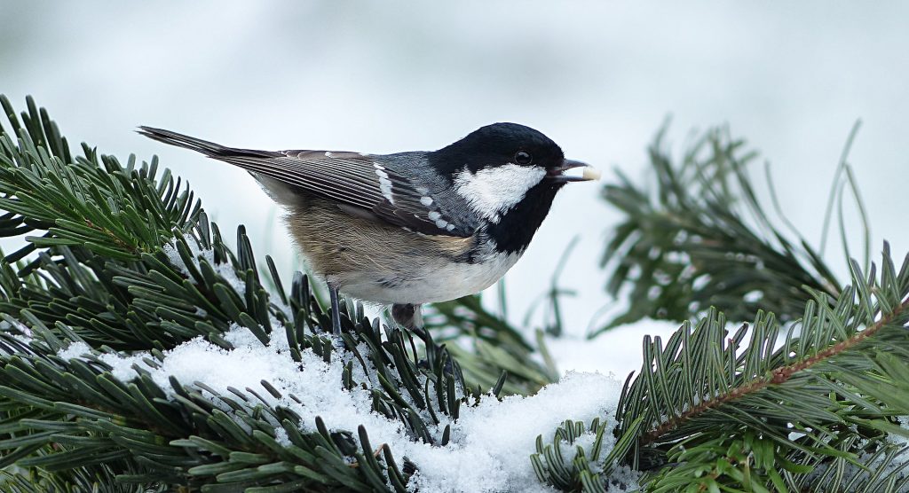 Un petit oiseau dans un sapin après avoir été relâché suite à une intervention de capture d'oiseaux