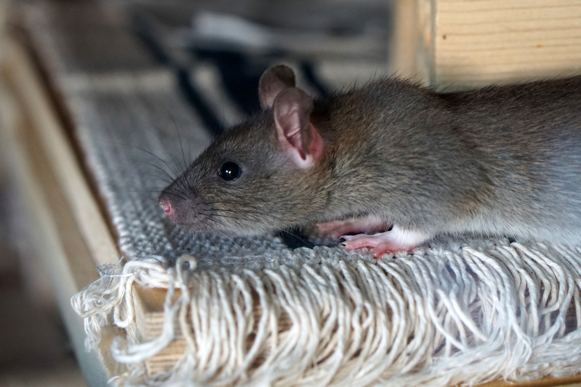 Comment reconnaitre et éliminer les rats de mon domicile? - Extermination  Complete inc.