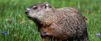 Groundhog marmot exterminator on the South Shore | Nova