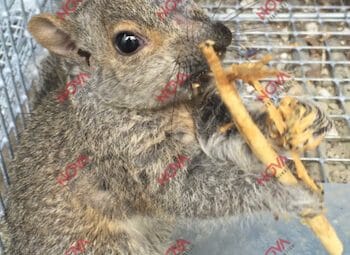 Les dommages de l'écureuil appelez un exterminateur à Montréal