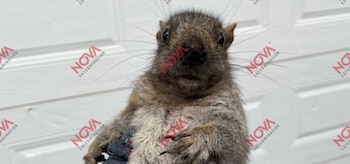 Exterminateur d'écureuil à Montréal