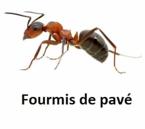 Fourmi des pavés - Maheu&Maheu - Gestion parasitaire