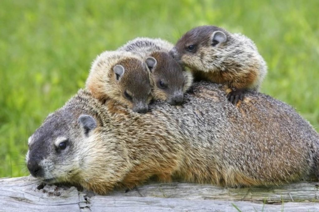 Groundhog marmot exterminator