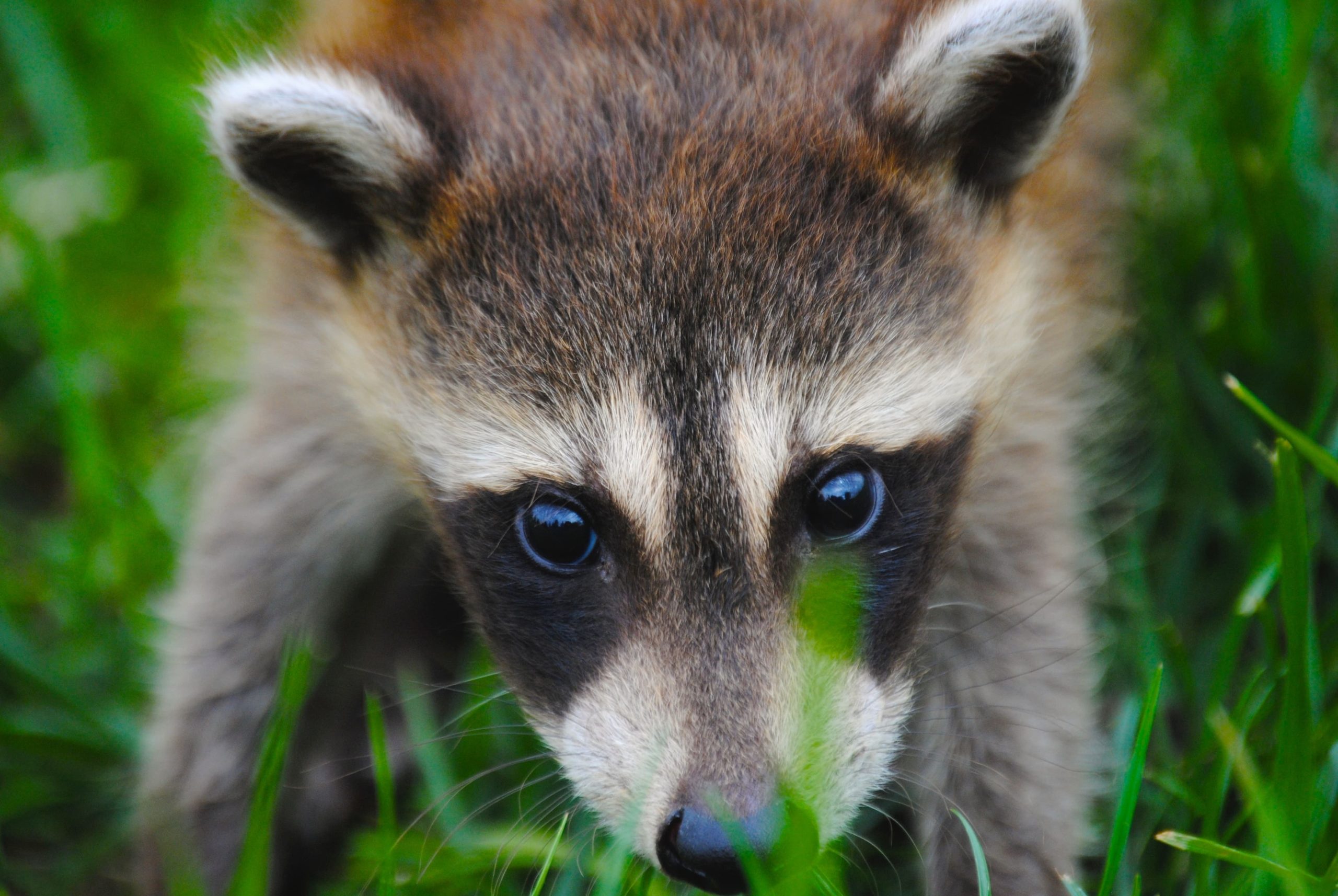 Les petits animaux nuisibles, quoi faire?