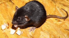 Crottes de rats ou non ? Notre guide des excréments de rongeurs - EDN