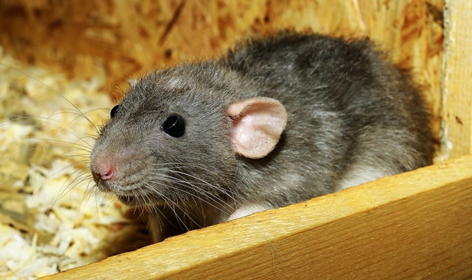 Rat, souris et mulot: quelles différences?
