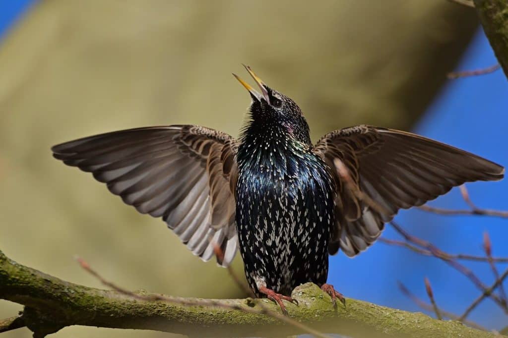 Étourneau émettant des cris, oiseau bruyant causant des nuisances