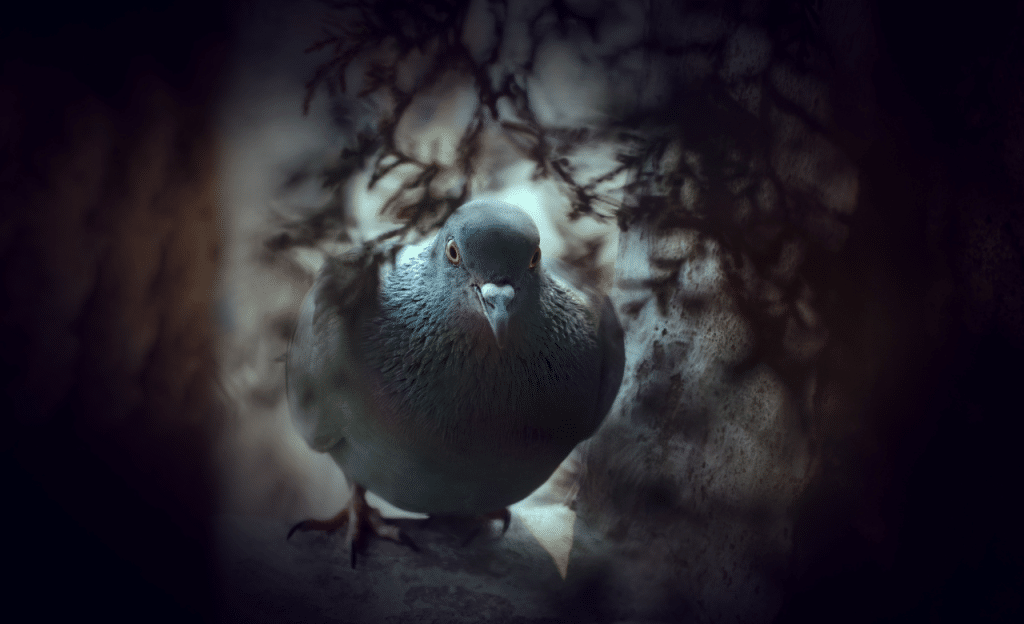 Un pigeon caché dans des buissons