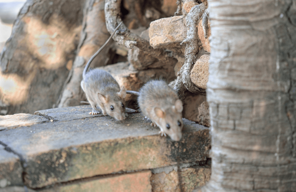 Deux surmulots (rats bruns) sur un mur de briques